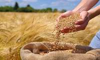 بهای گندم در کردستان نقدی پرداخت می‌شود؛ کارت اعتباری اختیاری است