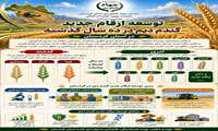  توسعه ارقام جدید گندم دیم در ده سال گذشته در استان کردستان