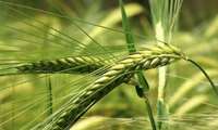 بارندگی‌ها؛ فرصت و تهدیدی برای مزارع گندم