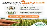 هشدار فوری به گندم‌کاران
