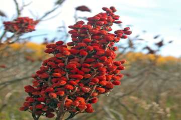SumacFruit