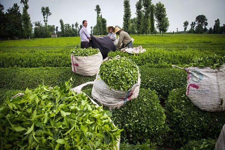 ‌خرید تضمینی 91 هزار تن برگ سبز چای/ تغییر کاربری باغات خط قرمز سازمان چای کشور است