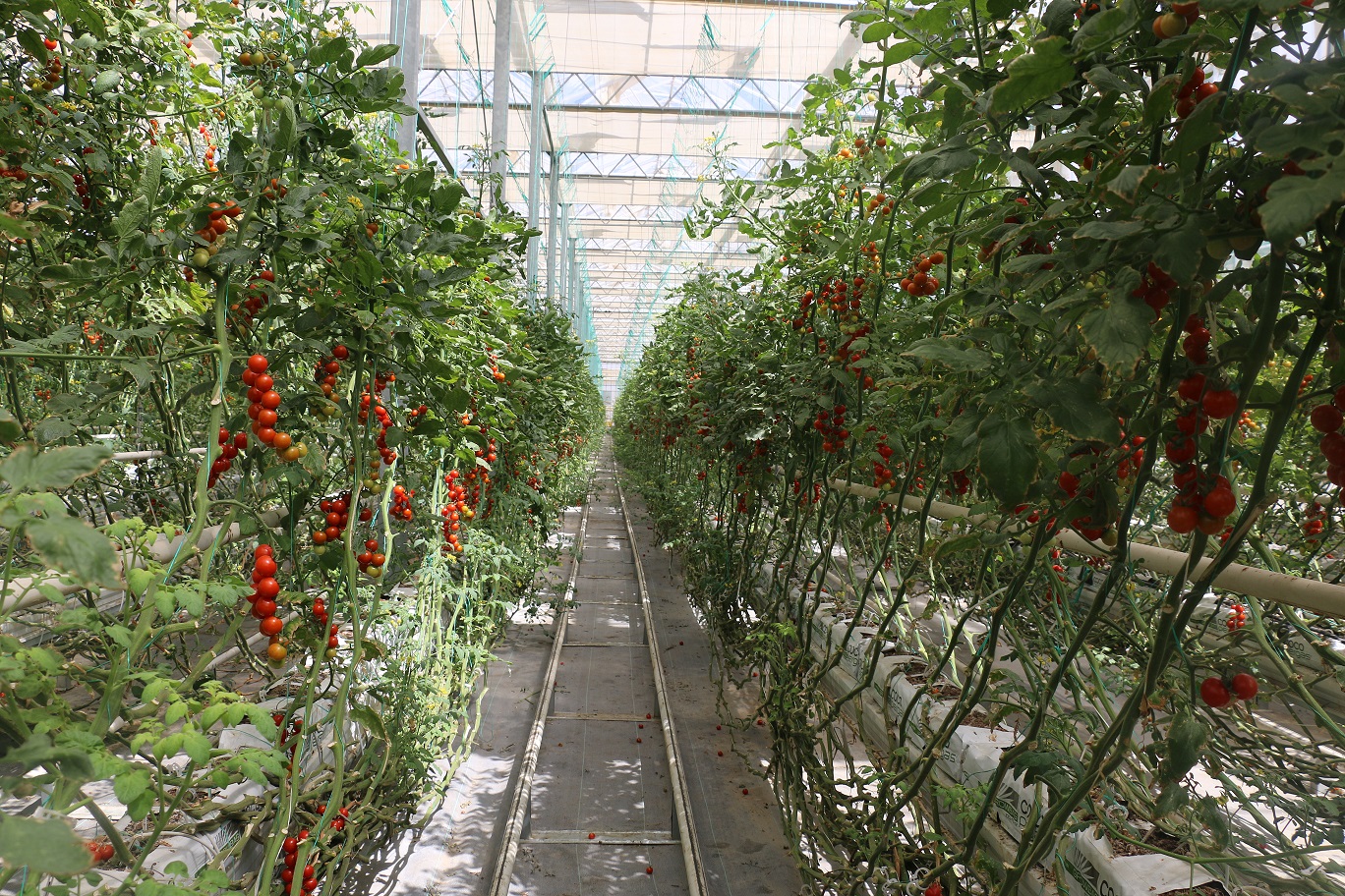 رکوردی تازه در تولید محصولات گلخانه‌ای در شهرستان دیواندره استان کردستان 