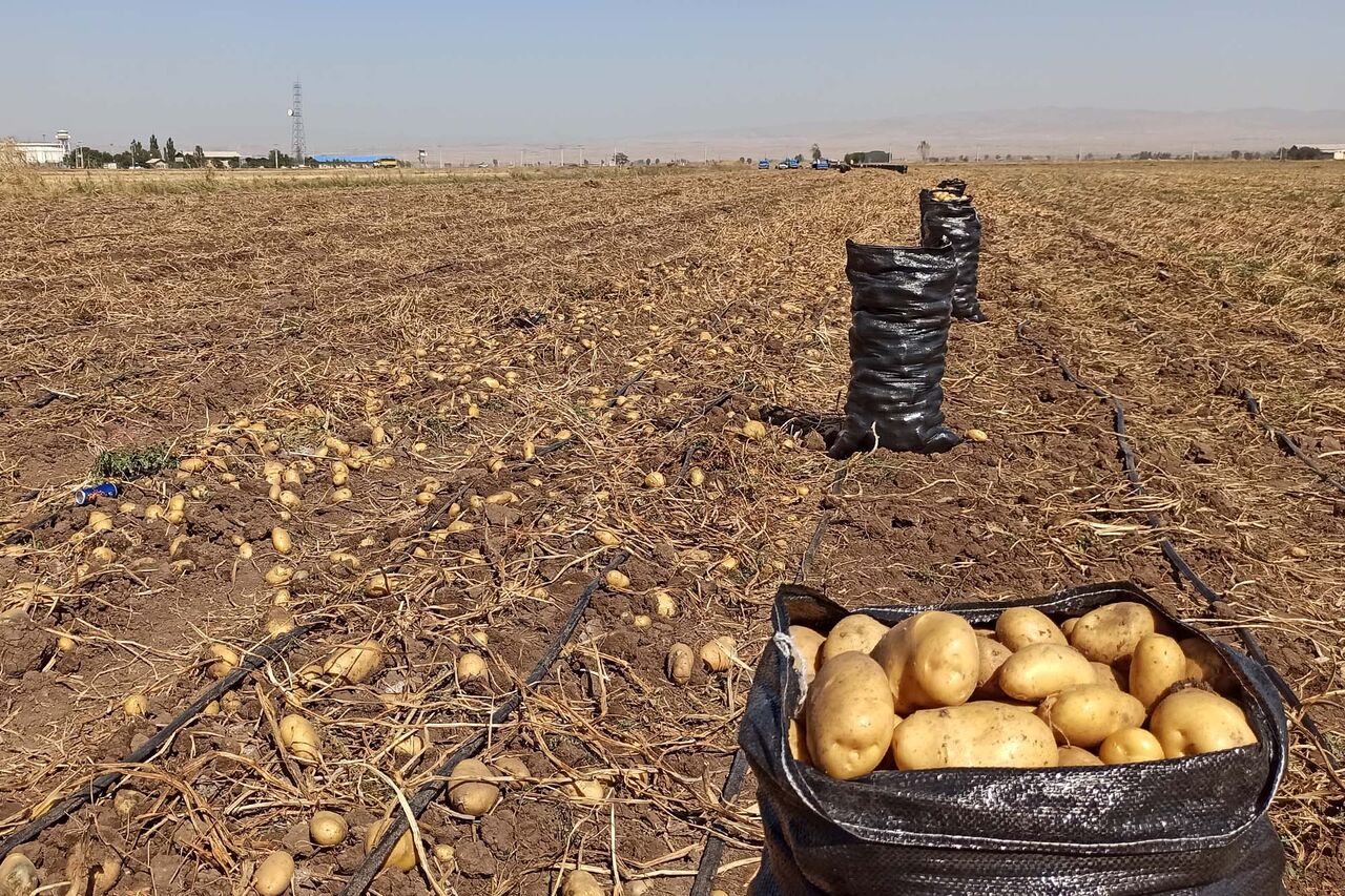 سرمایه‌گذاری ۲ هزار میلیارد تومانی برای فرآوری سیب‌زمینی در دهگلان